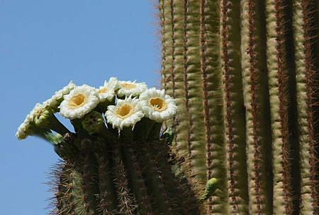 saguaro flowers